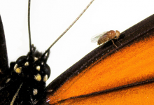 帝王蝶如何进化出对有毒乳草的抵抗力