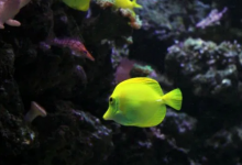 海洋生态系统中生物多样性变化的发生速度比陆地上的变化快