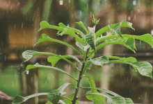 在意外的转折中植物在下雨时会进入紧急状态