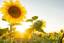科学家开发出可以向太阳弯曲的人造向日葵