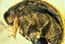 这种琥珀包裹的甲虫可能是最早为花授粉的昆虫之一