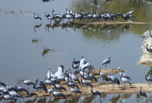 拉贾斯坦邦桑巴尔湖附近发现数千只候鸟死亡