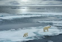 研究人员说最后一个北极冰避难所正在消失