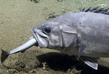 科学家捕捉到吞噬整个鲨鱼的稀有深海鱼类镜头