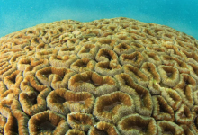 科学家将利用大堡礁的年度大规模产卵活动来保存它
