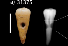 近东新石器时代的人们用牙齿制作珠宝