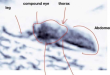 昆虫学家称照片显示火星上有生命证据