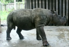 孤独幸存者去世后 苏门答腊犀牛在马来西亚灭绝
