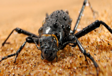 沙漠甲虫可以帮助人类从稀薄的空气中收获水吗