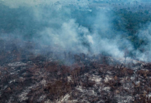 巴西的森林砍伐正在爆发到了2020年将更糟