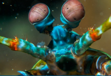 为什么螳螂虾具有所有动物中最荒谬的视力