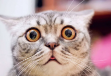 猫也有面部表情但不是每个人都能读懂它们
