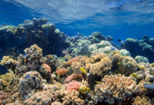 研究人员使用水下扬声器吸引鱼类并复兴死礁
