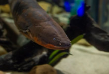 田纳西州水族馆雇用居民的鳗鱼照亮圣诞树