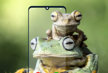 研究人员开发了青蛙手机来检查远程青蛙的栖息地