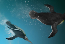 古生物学家们发现了史前化石 这些化石将大企鹅与其现代后代联系在一起