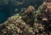 世界上最健康的珊瑚礁位于法属波利尼西亚