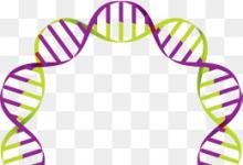 科学家绘制了导致儿童癌症的神秘环状DNA