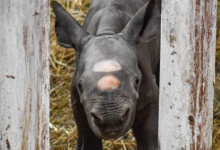 世界迎来了极为罕见的黑犀牛诞生