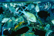 分析挑战称海洋酸化改变鱼类行为的大量研究