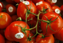 这些基因编辑的西红柿可以在太空中生长