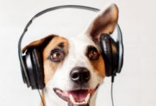 Spotify正在为狗推出特别的音乐播放列表