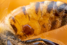 摧毁螨虫的肠道细菌可能有助于拯救脆弱的蜜蜂