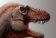 新的恐龙物种是霸王龙之前的三角龙