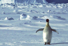 南极高温记录将需要几个月的时间来验证