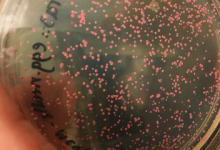 哈代微生物的DNA可能是古老的时间胶囊