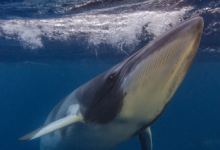 小须鲸正努力在喧闹的海洋中交流