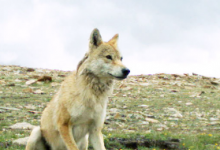 高海拔基因可能使喜马拉雅狼变成新物种