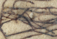 十亿年前的微小化石是我们发现的最古老的绿藻实例