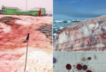 南极血红色冰的图像确实是不祥的气候信号