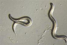 蠕虫是进化回归的最早已知例子