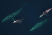 太阳风暴可能会扰乱鲸鱼的航行感觉