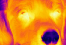 在怪异的转折中狗可能会嗅出物体发出的热量