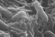 能够通过呼吸岩石生存的细菌物种吸引了科学家数十年