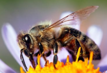 基于蜜蜂的AI软件可以为下一代无人机提供动力