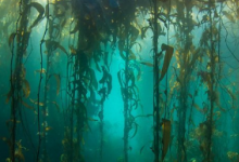 科学家们首次回到了南美洲最南端的一组水下海带森林