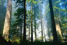 随着温度升高森林吸收碳的问题更加严重