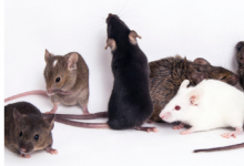实验室正在对成千上万只对冠状病毒大流行的小鼠实施安乐死