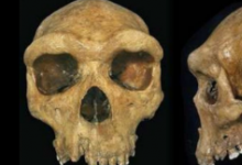 著名的人类化石可能重新改变人类祖先故事的新分析