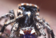 科学家在澳大利亚发现了一堆完全可爱的新蜘蛛
