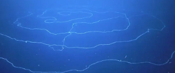 漂浮在海洋中的细丝物体到底是什么