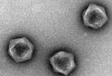 巨型病毒带有可以控制生物代谢的遗传密码