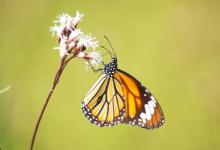 蝴蝶可以获得新的气味偏好并将其传递给后代