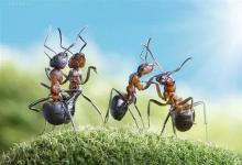糖蚁偏爱尿液可减少温室气体排放