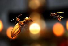 蜜蜂用摇摆舞告诉他们的同伙们在哪里可以找到食物