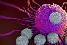 在乳腺导管中发现的新型免疫细胞